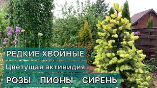 Прогулка по саду. Обзор растений с названиями. HD качество. #чтопосадить #дневниксадовода