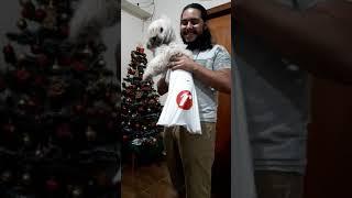 Vida de cachorro