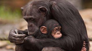 Mom and BabyBest Animal Moms Ever  Motherly Animals Compilation 