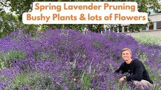 Pruning Lavender In Spring With Lavender Plant Care  How To Prune Properly For Maximum Flowers