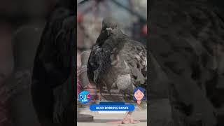 Pigeon Party Shorts 5 Feathered Fun Facts for DJC Kids  #kidslearning #childrenseducation