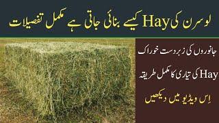 Hay making Process  A Plus Quality Alfalfa hay  Dairy Farming in Pakistan