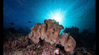 Diving Misool 4k  - How was the reef? Couldnt see it too many fishes and Mantas