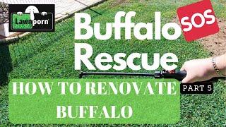 Buffalo Renovation  Buffalo Rescue Part 5  HOW TO SPRING RENOVATE YOUR BUFFALO LAWN