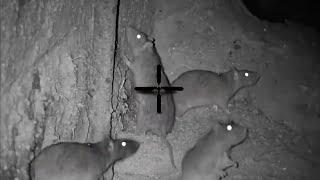 Big Rat shooting 2023  Night hunting rats with thermal scope  shooting rats in farm at night