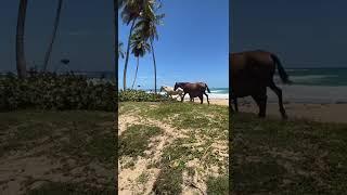 Beautiful Natural Beach Playa Limon in the Dominican republic