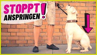 Hund Anspringen abgewöhnen? So einfach klappts