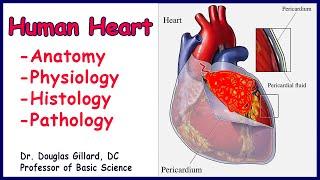 Anatomy Physiology and Histology of the Human Heart Part I