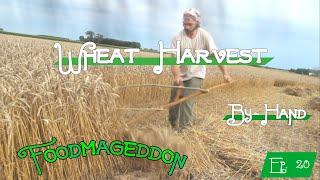 Harvesting Wheat by Hand -- Foodmageddon Ep. 20