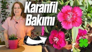 Karanfil Çiçeği Bakımı Nasıl Yapılır?  Sulanması Çoğaltılması Toprak Seçimi