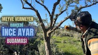 Zeytin Ağaçlarında Verim Budaması Nasıl Yapılır? #erenvural #zeytinbudama #budama