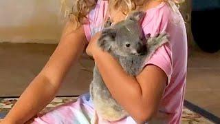 Clingy Baby Koala Who Loved Bedtime Stories Gets Rescued…Twice  The Dodo