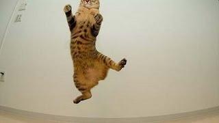 Gato sale volando cat flies  chat vole gato voa