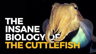 The Insane Biology of The Cuttlefish