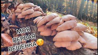 Вешенка 2022 мой первый поиск вешенки грибы Крыма вешенка в Крыму