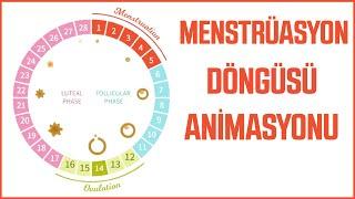 Mini Animasyon  Menstrüasyon Döngüsü ve Evreleri