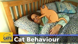  Cats and night-time waking  Cats Protection behaviour guides