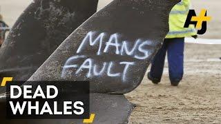 Washed-Up Sperm Whales Draw Crowds To UK Beaches