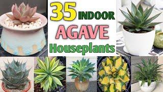 35 Indoor Agave Plant Species  Agave Plant Varieties and its identification  Plant and Planting