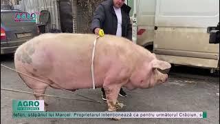 Cel mai mare porc din România a fost sacrificat – AGRO TV News