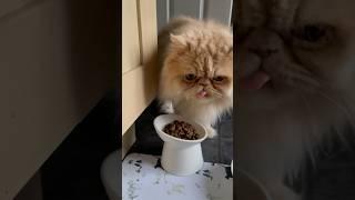 Messy persian cat - Milo #persiancat #snacks #猫 #shorts