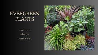 Evergreen plants for a U.K. Tropical Style Garden.