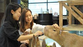 Animal Cafe - Animeal l Full Tour l Osaka l Japan