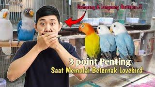 Ternyata segampang ini Beternak Lovebird ‼️Ternak Lovebird Kandang Kotak