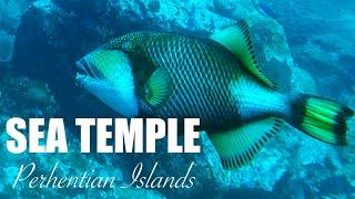 Scuba Diving at Sea Temple Perhentian Islands - Malaysia - Trigger Fish - Large Jelly Fish - Puffer