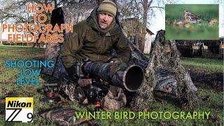 How To Photograph Birds in Winter Detailed Guide and Fieldfare Session