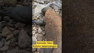 KOMODO TIDUR KARENA KEKENYANGAN HABIS MAKAN #komodo #animals #komodoisland #labuanbajo