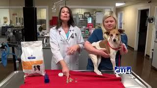 Animal Health  61918 - Bladder Stones in Dogs