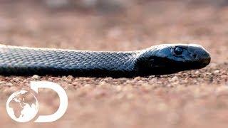 The Most Venomous Snakes in the World  Modern Dinosaurs