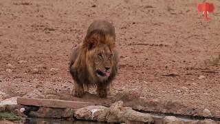 Partially blind lion drinking water from the only waterhole in Kgalagadi