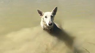 Save me the paralyzed dog desperately trembled in the river tried to call for help while drowning