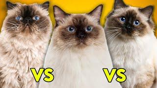 Ragdoll Cat Vs Birman Cat Vs Himalayan Cat- Ultimate Guide To Identify Them