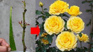 With This Method Your Rose Plants Will Bloom Like Crazy