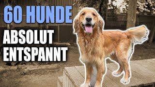 Körpersprache live erklärt + HuTa Update - 60 Hunde beobachten - Idylle pur