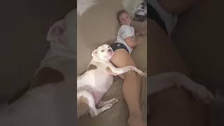 #viral #shorts #fatass #dog #fyp #funny #tiktok #trending #tiktokvideo