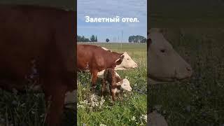 Неплановый отел. Бычок родился #farming #кфхдик #телята #природа