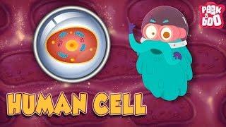 HUMAN CELL - The Dr. Binocs Show  Best Learning Videos For Kids  Peekaboo Kidz