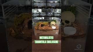 I built a naturalistic enclosure for my tarantula  #tarantula #spider #enclosure