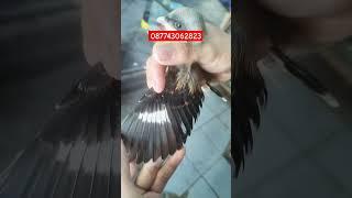 PENTET ORI MADURA  #pasarburungpramukajakartatimur #kiosburungmurah #burung #shorts