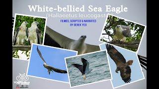 White Bellied Sea Eagle - Battle Arena - Pasir Ris Park