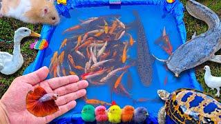 Mancing ikan cupang warna warni ikan lele ikan hias ikan koi ikan mas kura-kura bebek.part766