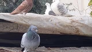 голубятник найдет голубей в любой стране и в любом поселке как ...