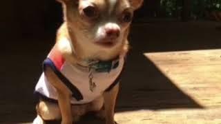 Choco the Macho Chihuahua has introductions to do