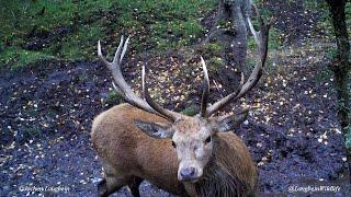 Huge Exmoor 13-point Stag Wallowing Thrashing and Roaring