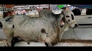 Ganado Girolando en Feria Ganadera de Santa Ana El Salvador on