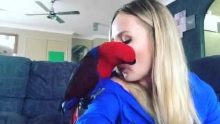 Female Eclectus Parrot talking & whistling